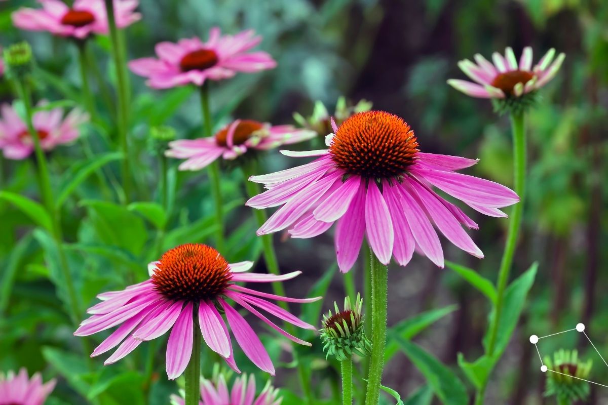 Does Echinacea Actually Work?