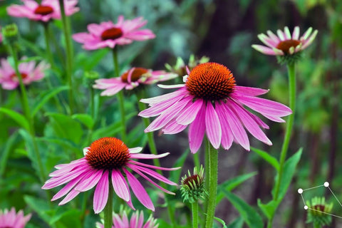 Does Echinacea Actually Work?