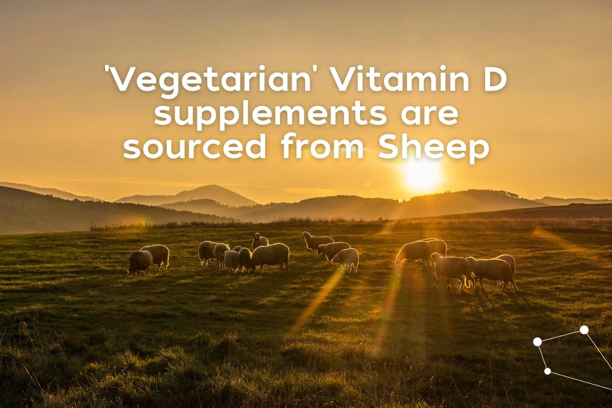 Vegetarian Vitamin D supplements are sourced from Sheep